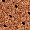 camel_textura
