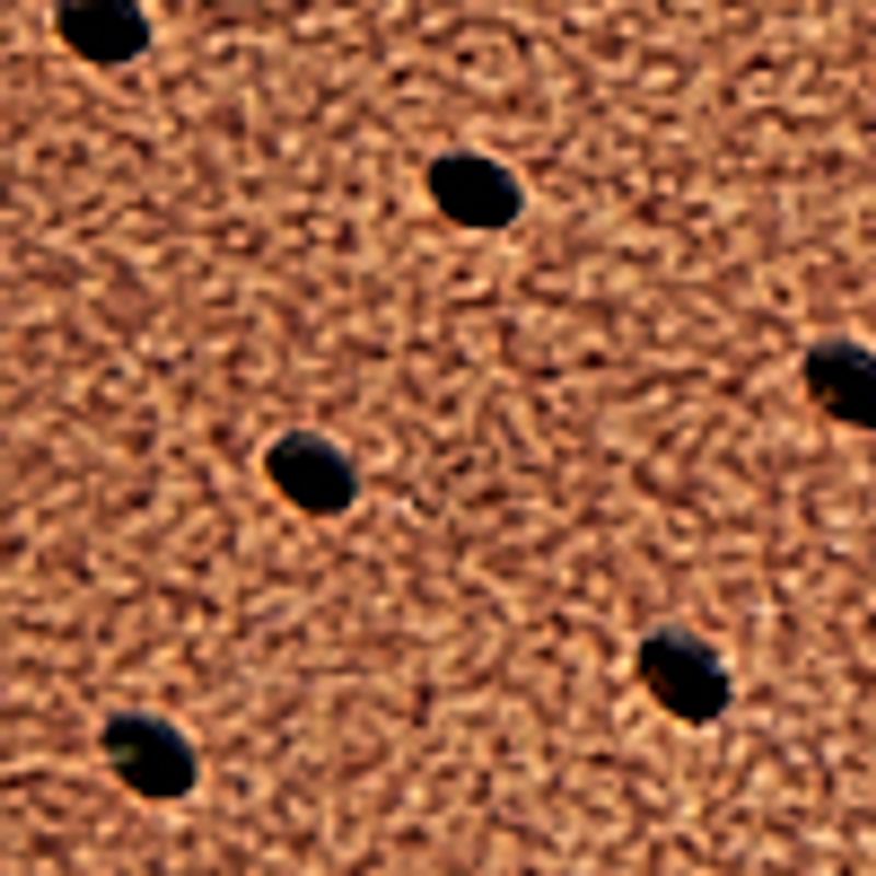 camel_textura