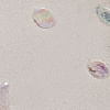 beige_textura