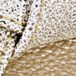 dorado_textura