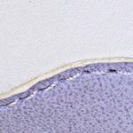 blanco-lila_textura