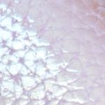 lila_textura