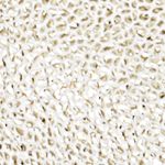 champaña_textura