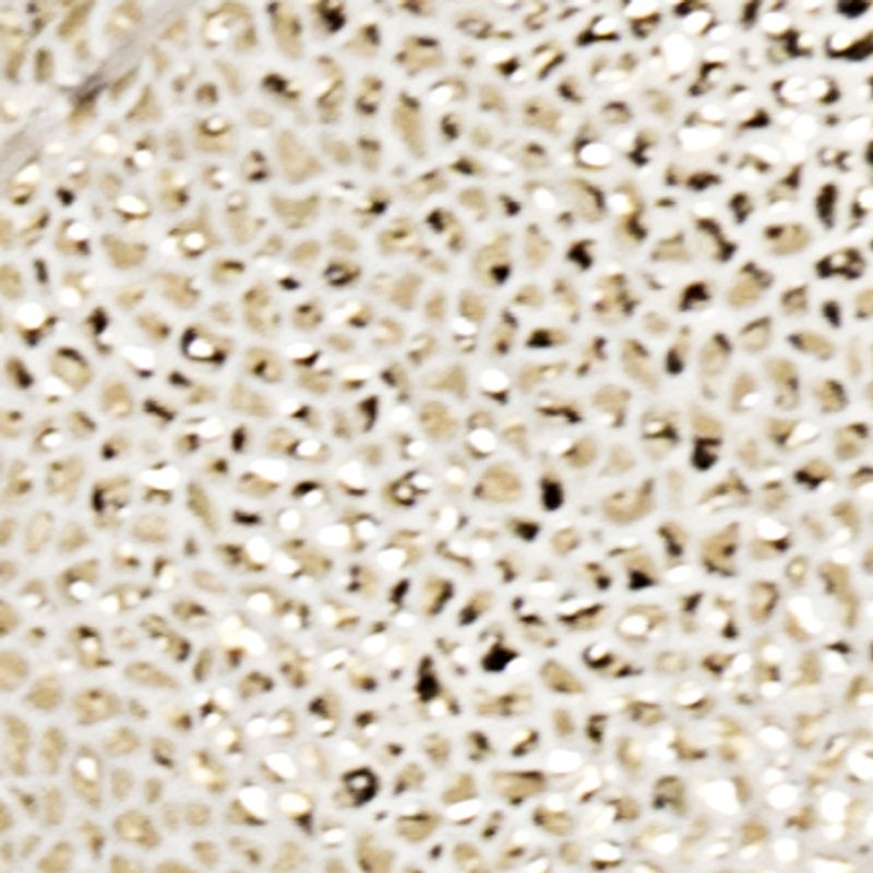 champaña_textura