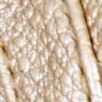dorado_textura