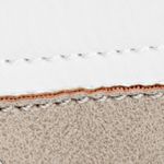 blanco-beige_textura