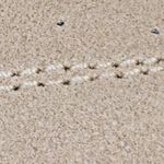 beige_textura