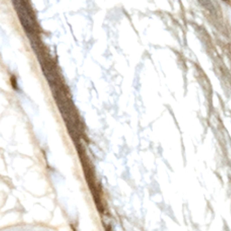 champaña_textura