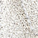 plata_textura