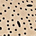 beige_textura
