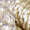 dorado-oro_textura