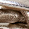 champaña_textura