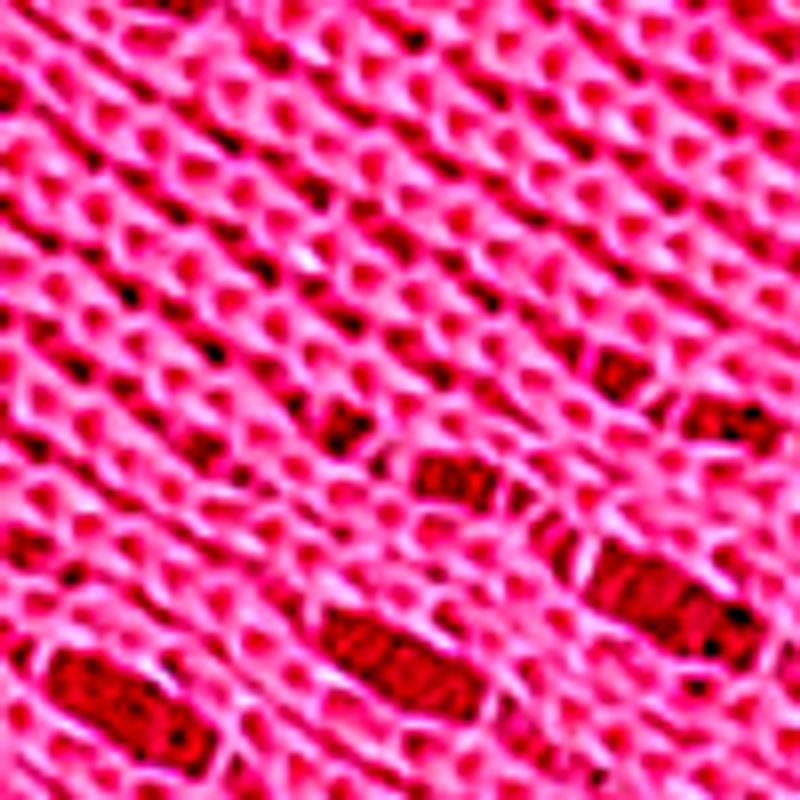 fucsia_textura