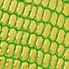 verde_textura