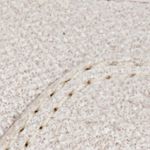 beige_textura