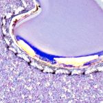 lila_textura