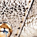 oro_textura