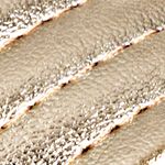 dorado_textura