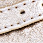 dorado_textura