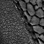 Textura