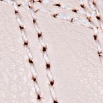 Textura
